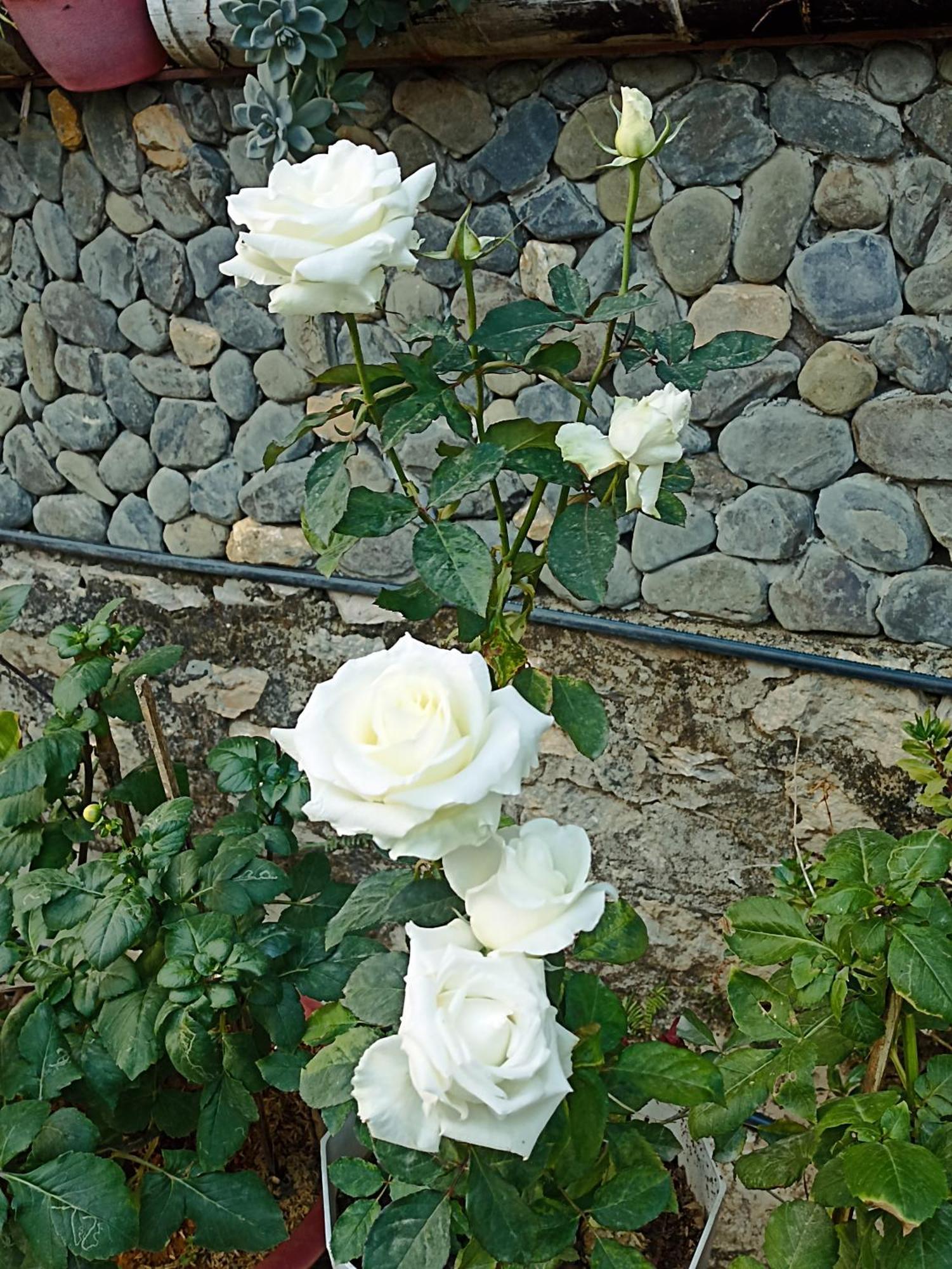 Thao Ly Homestay Mai Chau Hòa Bình Zewnętrze zdjęcie