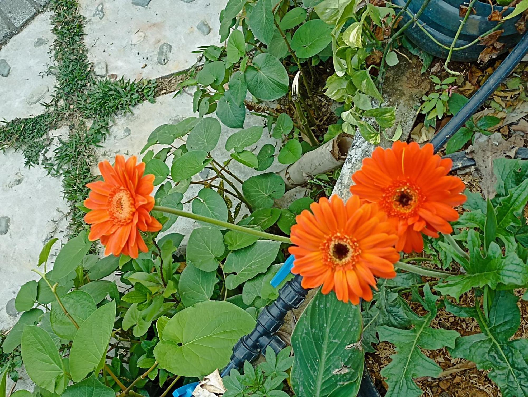 Thao Ly Homestay Mai Chau Hòa Bình Zewnętrze zdjęcie